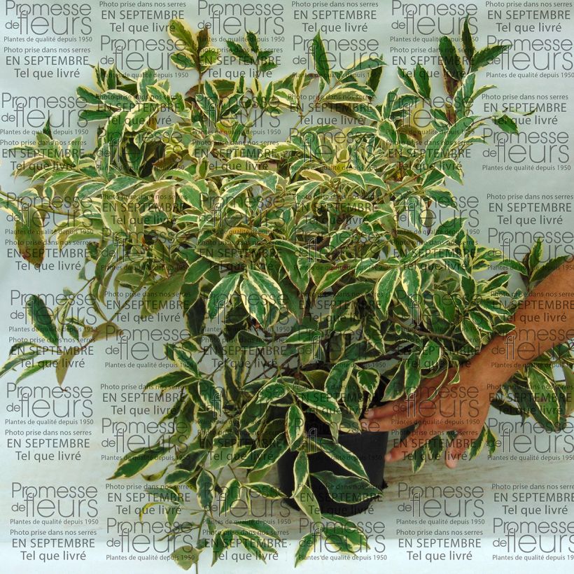 Esimerkki toimitetusta Salpapensas Variegata Pot de 4L/5L-taimesta