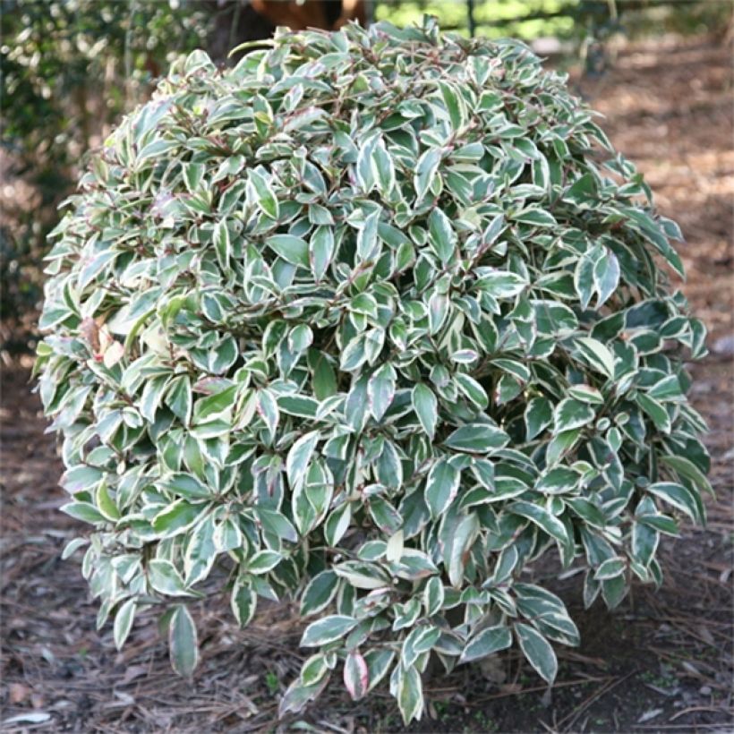 Salpapensas Variegata (Kasvutapa)