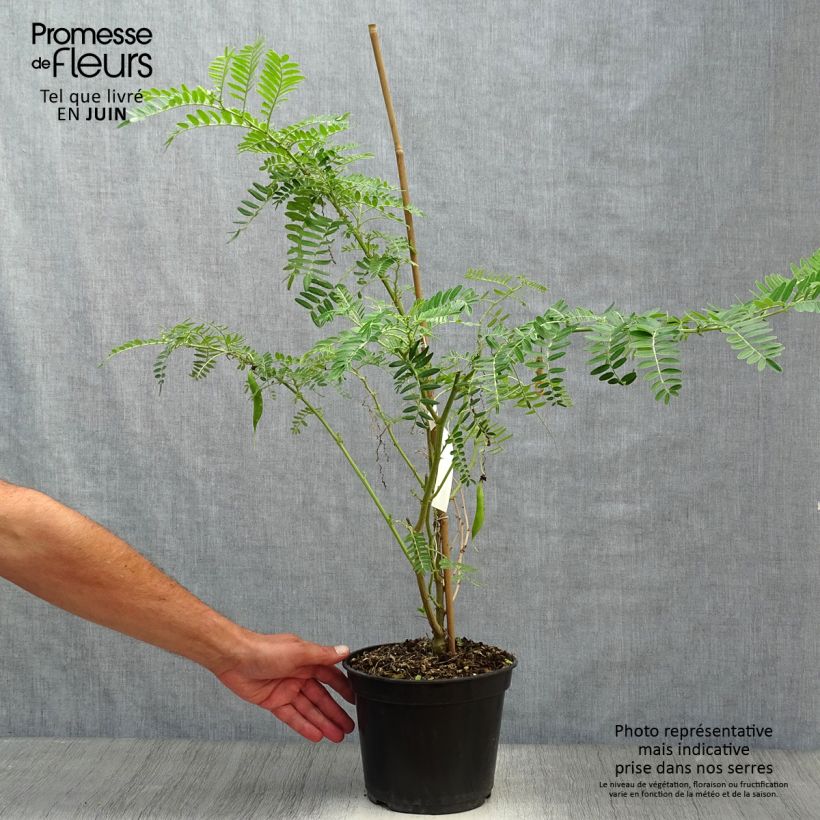 Esimerkki kesällä toimitetusta Papukaijannokka Flamingo Pot de 3L/4L-taimesta