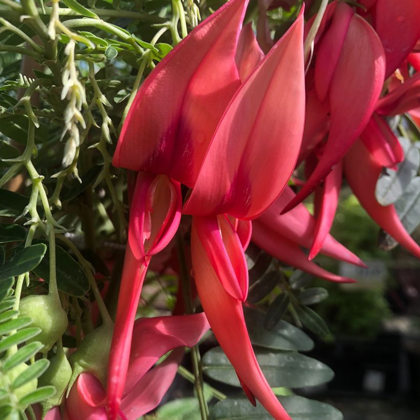 Papukaijannokka Flamingo (Kukinta)