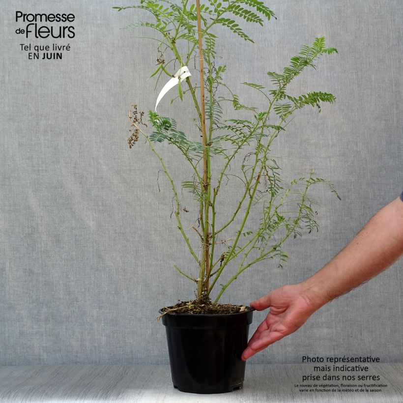 Esimerkki kesällä toimitetusta Papukaijannokka White Heron Pot de 3L/4L-taimesta