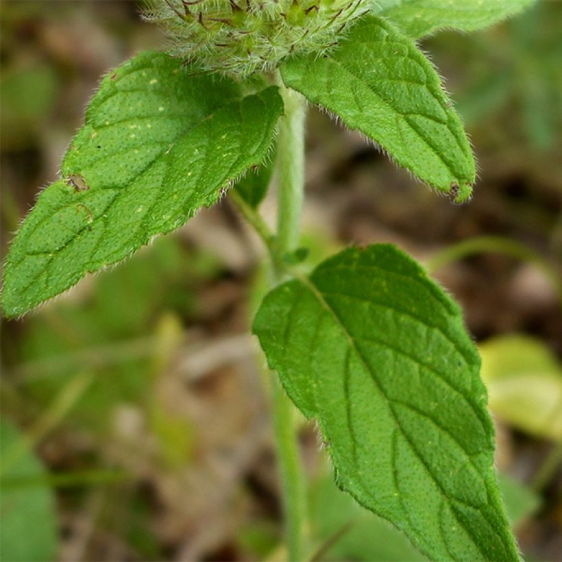 Lehtomäkiminttu - Clinopodium vulgare (Lehvistö)
