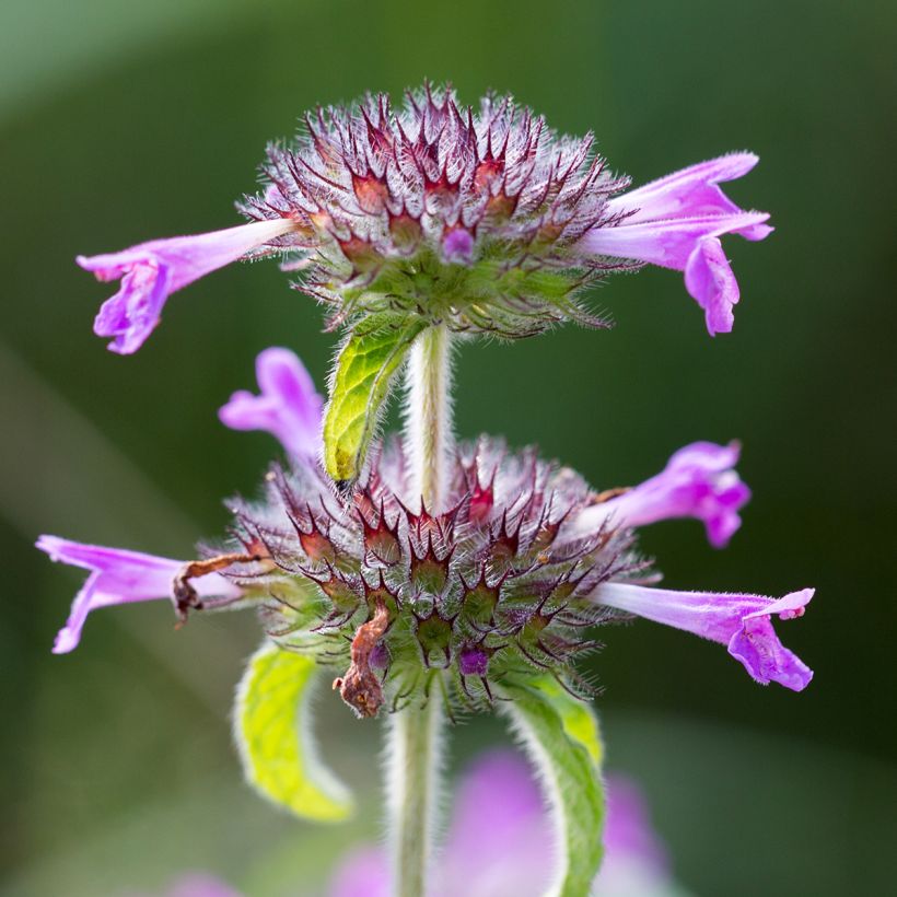 Lehtomäkiminttu - Clinopodium vulgare (Kukinta)