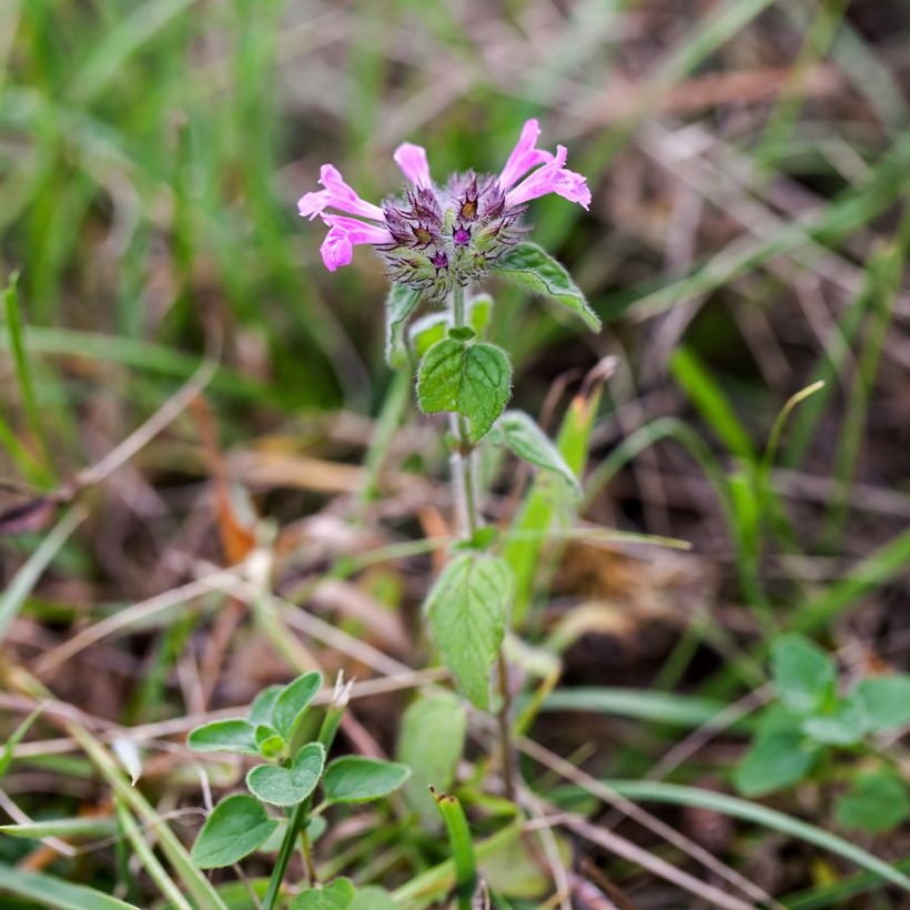 Lehtomäkiminttu - Clinopodium vulgare (Kasvutapa)
