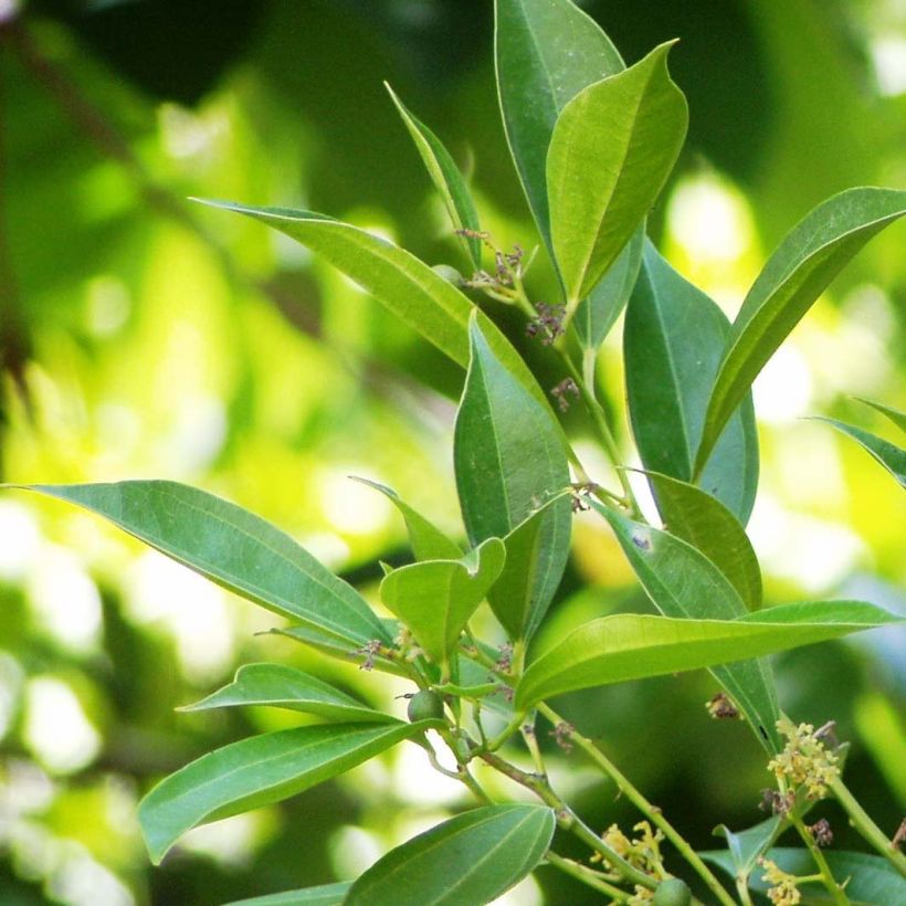 Cocculus laurifolius (Lehvistö)