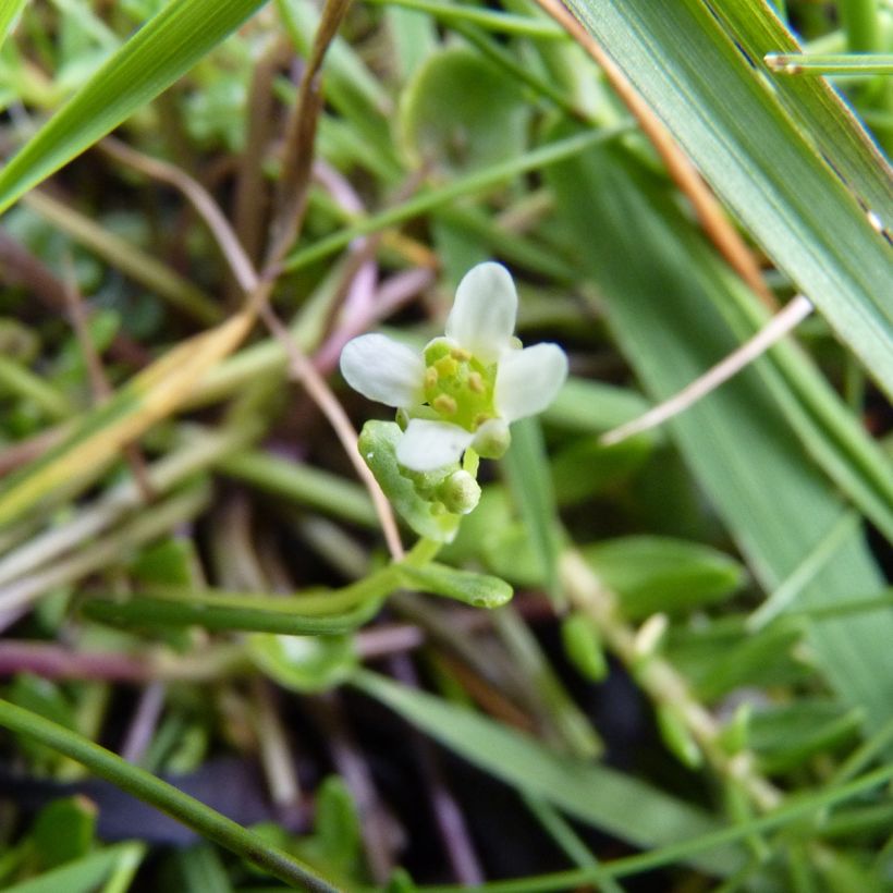Rohtokuirimo luomu - Ferme de Sainte Marthe - Cochlearia officinalis (Kukinta)