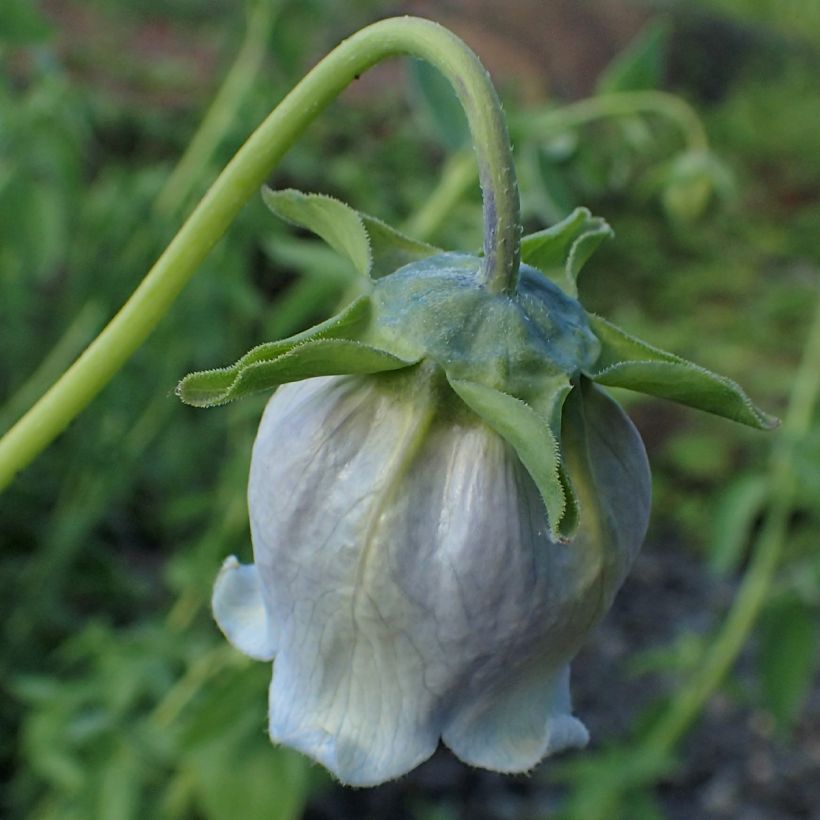 Codonopsis ovata (Kukinta)