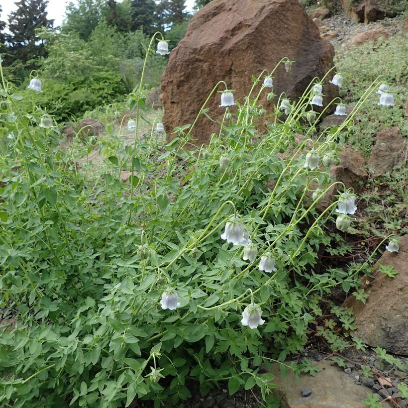 Codonopsis ovata (Kasvutapa)