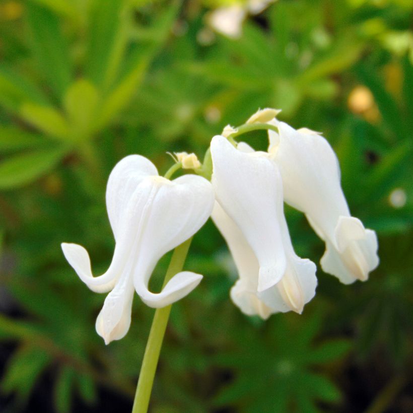 Kesäpikkusydän Ivory Hearts (Kukinta)