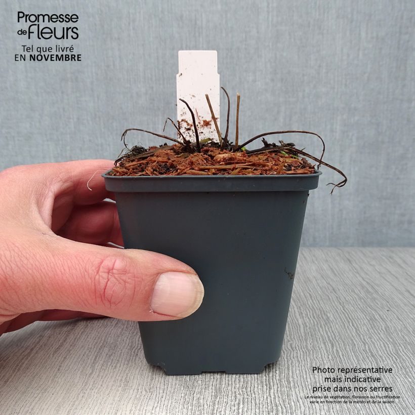 Esimerkki syksyllä toimitetusta Kesäpikkusydän King of Hearts 8/9 cm taimiruukku-taimesta