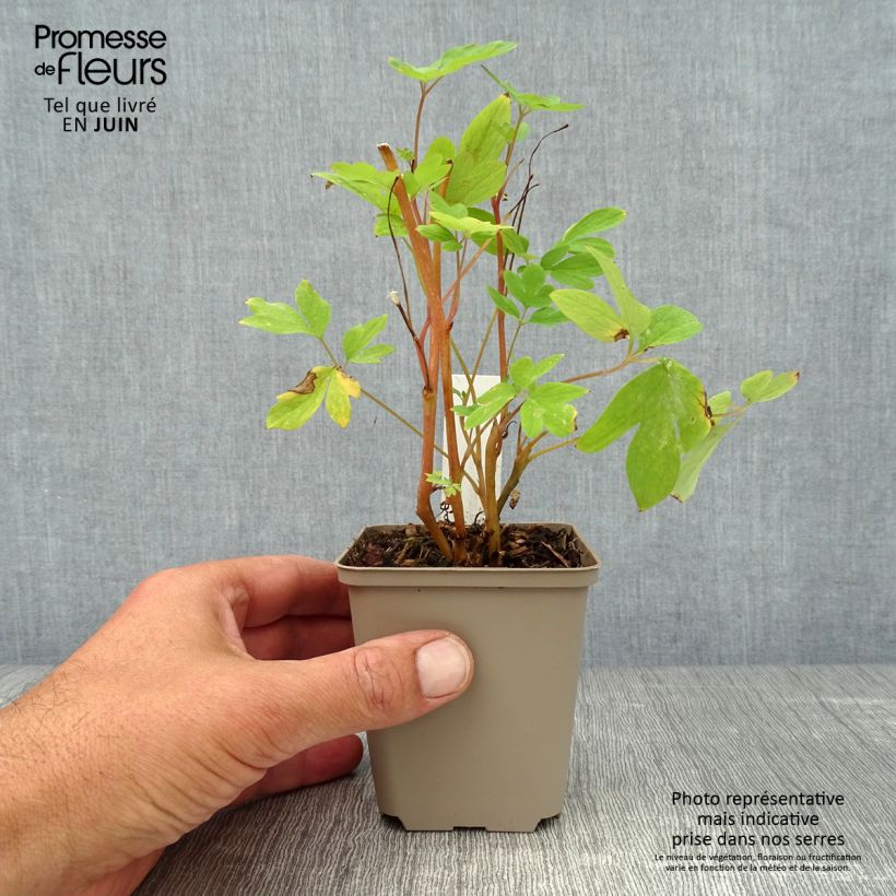Esimerkki kesällä toimitetusta Särkynytsydän - Dicentra spectabilis Taimiruukku 8/9 cm-taimesta