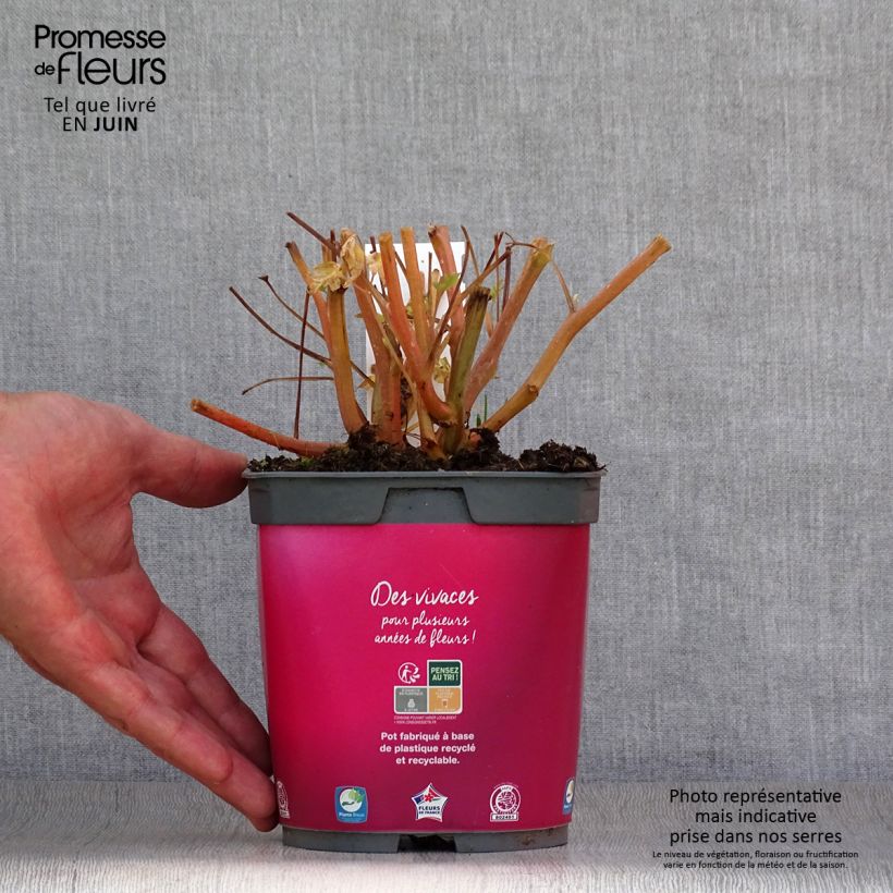 Esimerkki kesällä toimitetusta Särkynytsydän - Dicentra spectabilis Ruukku 2L / 3L-taimesta