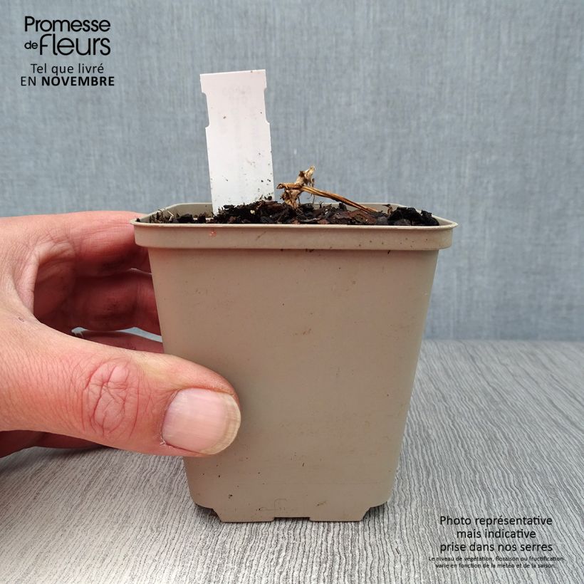 Esimerkki syksyllä toimitetusta Särkynytsydän Valentine 7/8 cm taimiruukku-taimesta