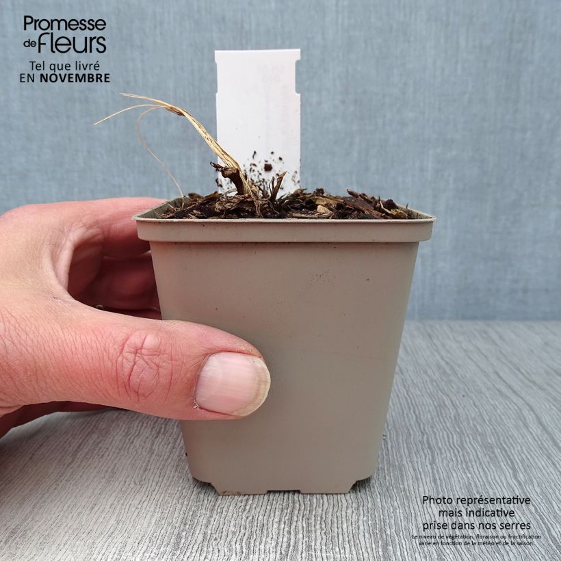 Esimerkki syksyllä toimitetusta Särkynytsydän Goldheart 10 cm/11 cm ruukku-taimesta