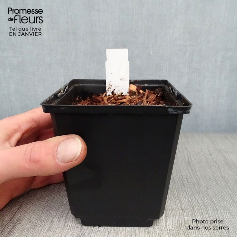 Esimerkki talvella toimitetusta Särkynytsydän Goldheart Pot de 10 cm/11cm-taimesta