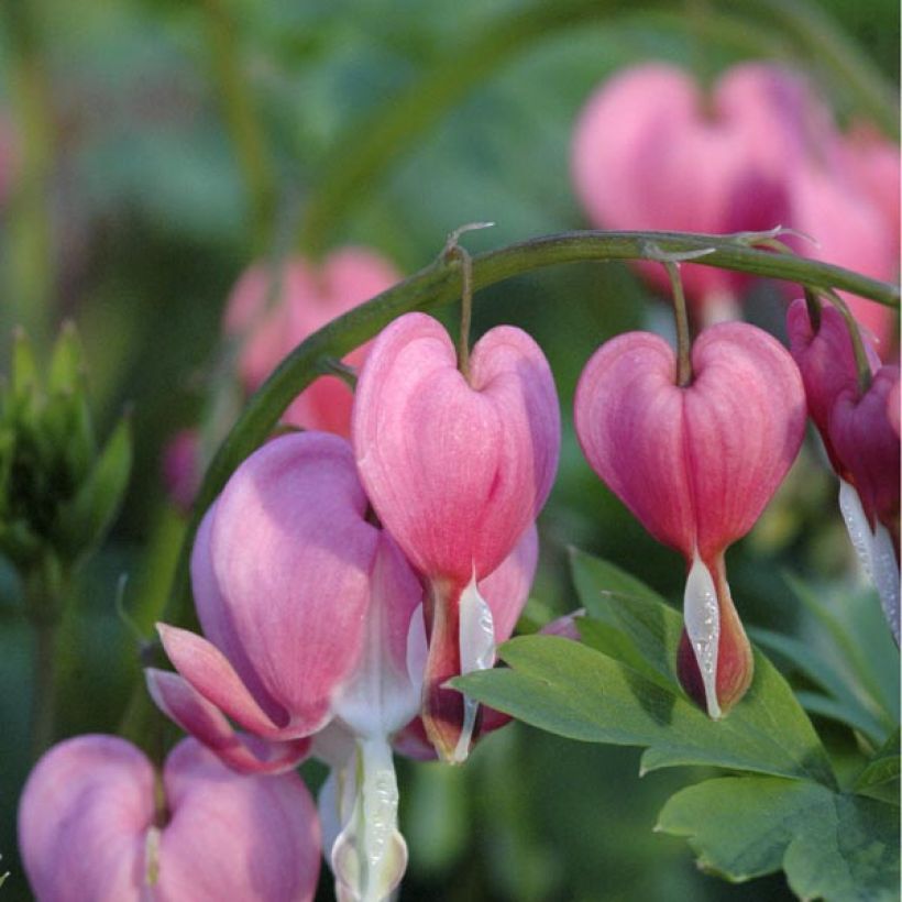 Särkynytsydän - Dicentra spectabilis (Kukinta)