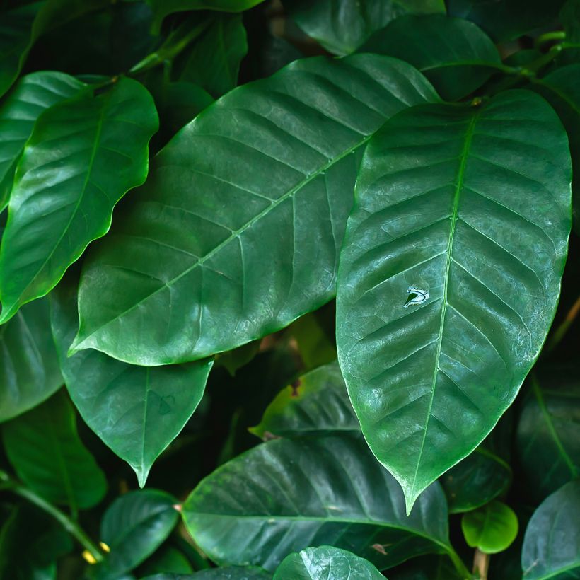 Arabiankahvi - Coffea arabica (Lehvistö)