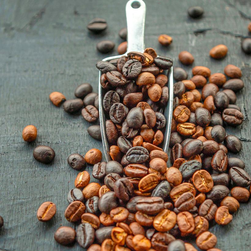 Arabiankahvi - Coffea arabica (Sadonkorjuu)