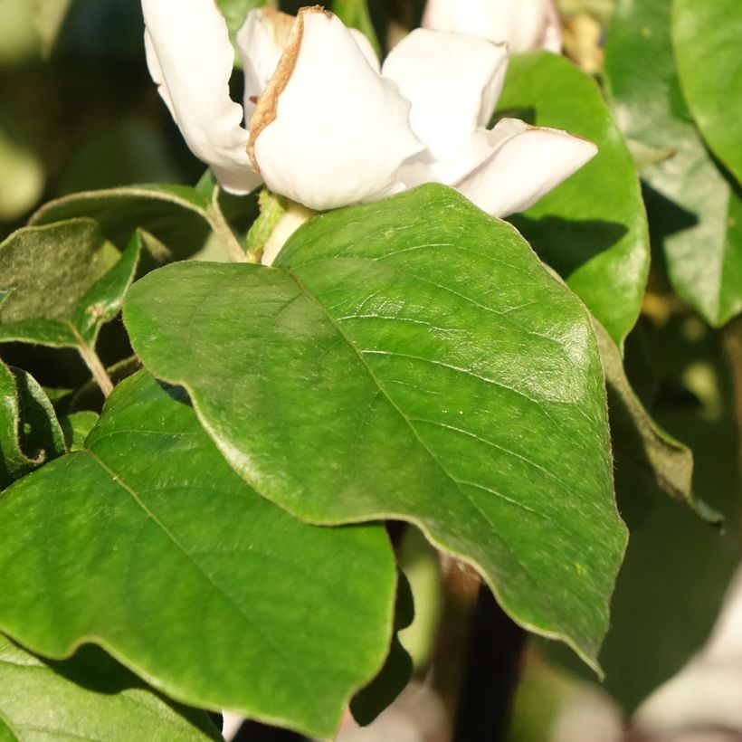 Kvitteni Aromatnaya (Lehvistö)