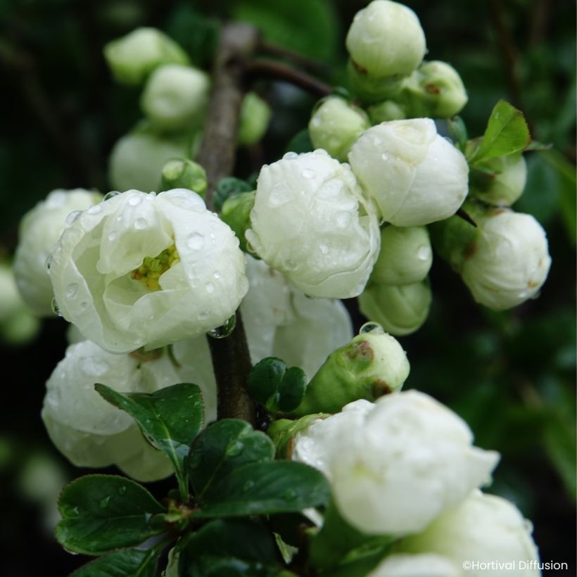 Kiinanruusukvitteni Delice Pure (Kukinta)