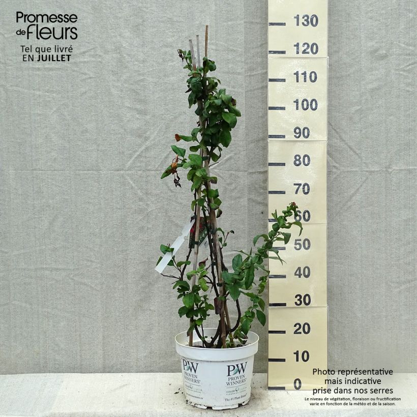 Esimerkki kesällä toimitetusta Kiinanruusukvitteni Mango Storm Pot de 7,5L/10L-taimesta