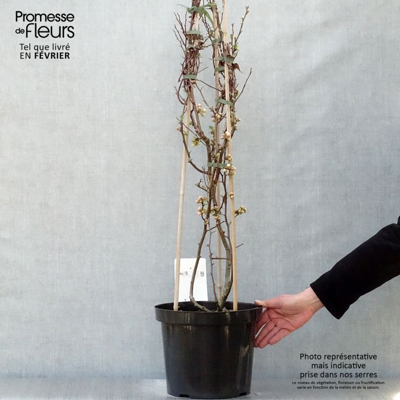 Esimerkki talvella toimitetusta Kiinanruusukvitteni Toyo-Nishiki Ruukku 7,5L / 10L-taimesta