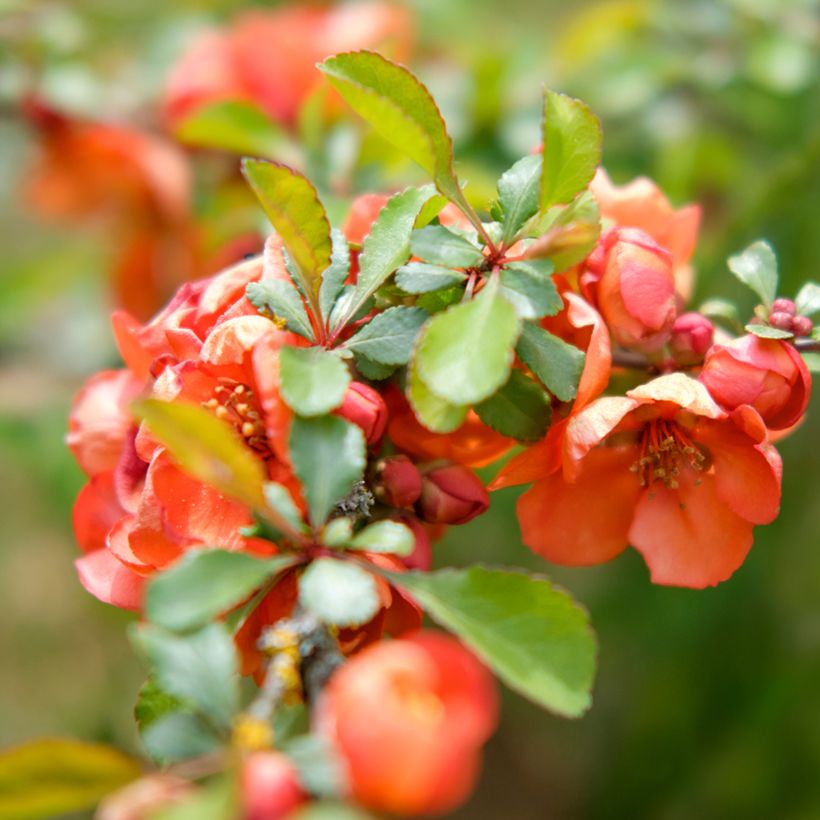 Tarharuusukvitteni Texas Scarlet (Lehvistö)