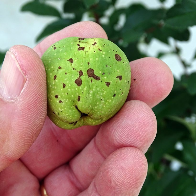 Tarharuusukvitteni Clementine (Sadonkorjuu)
