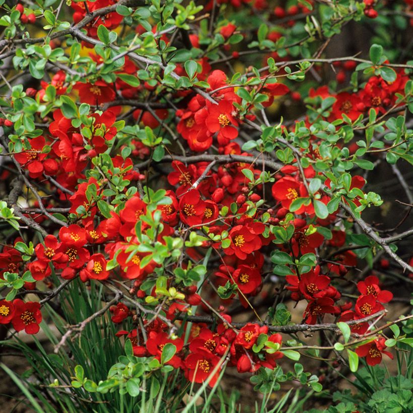Tarharuusukvitteni Crimson and Gold (Kukinta)