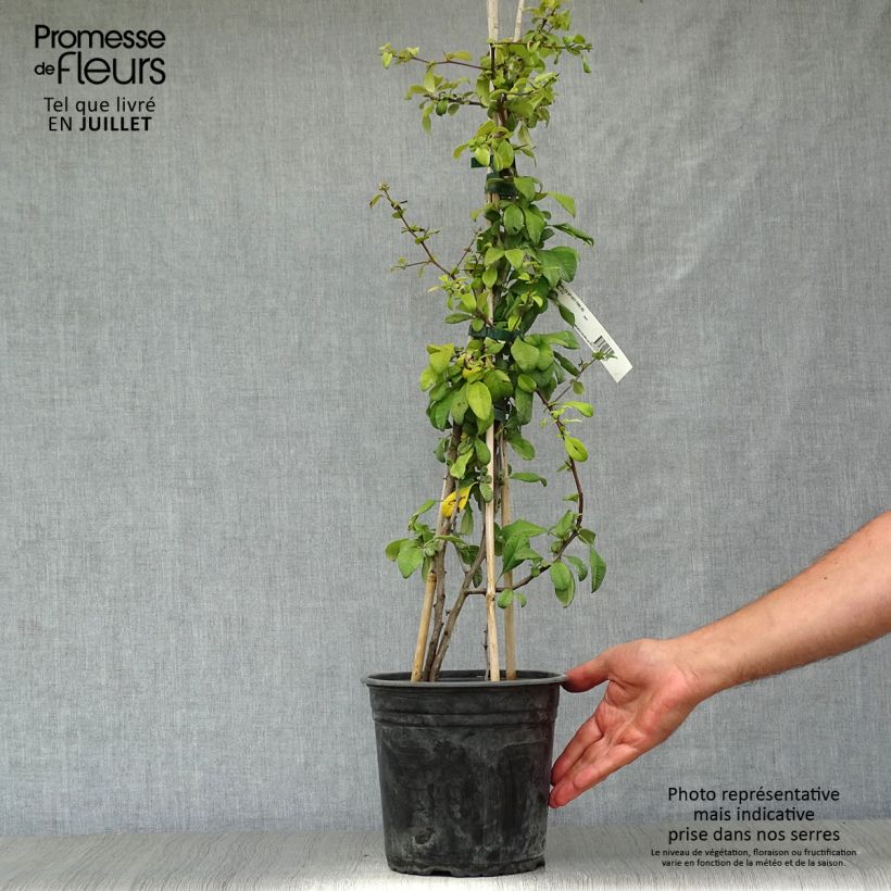 Esimerkki kesällä toimitetusta Kiinanruusukvitteni Hot Fire (R) Pot de 4L/5L-taimesta