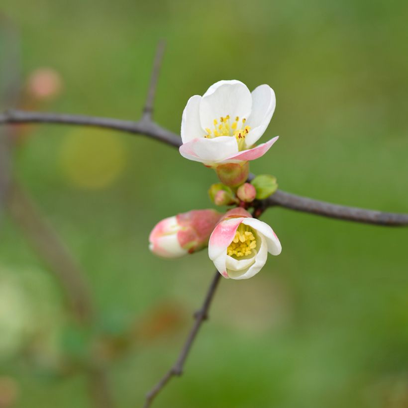 Kiinanruusukvitteni Toyo-Nishiki (Kukinta)