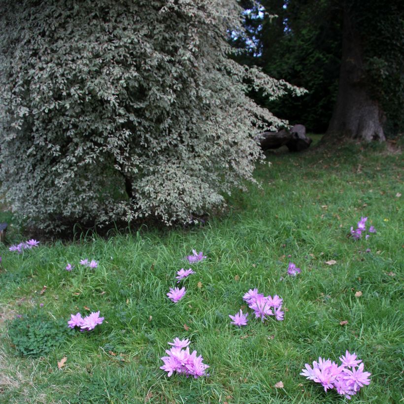 Syysmyrkkylilja Pleniflorum (Kasvutapa)