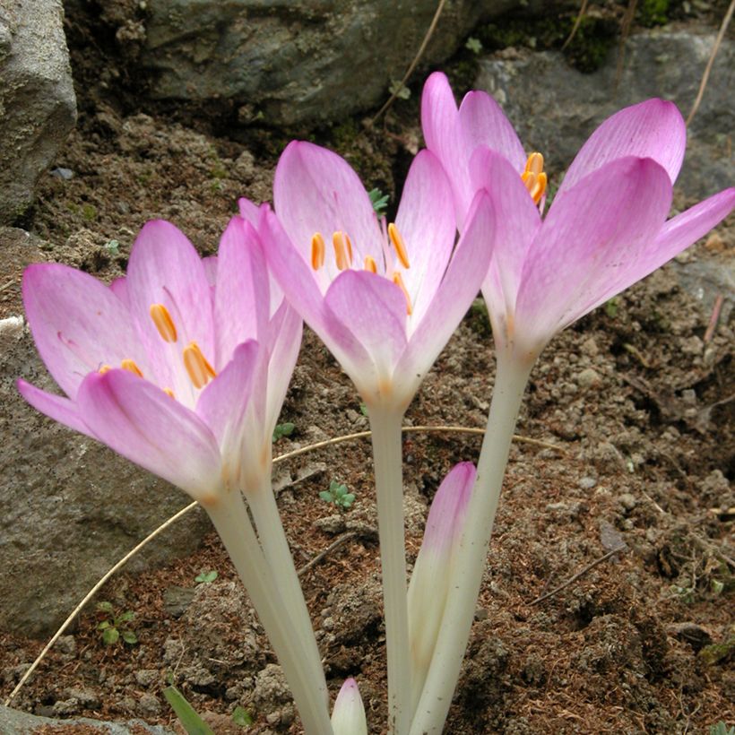 Syysmyrkkylilja Lilac wonder (Kukinta)