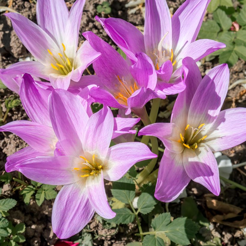 Loistomyrkkylilja - Colchicum speciosum (Kukinta)