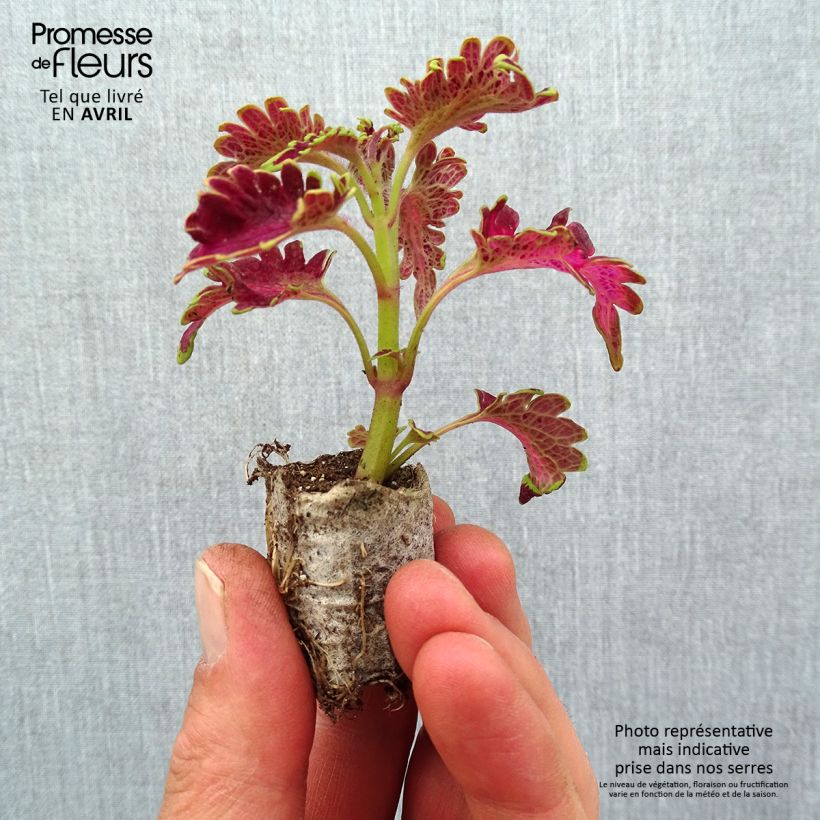 Esimerkki keväällä toimitetusta Isokirjopeippi Copinto Planter's Punch Mini-motte Ø 3/4 cm-taimesta