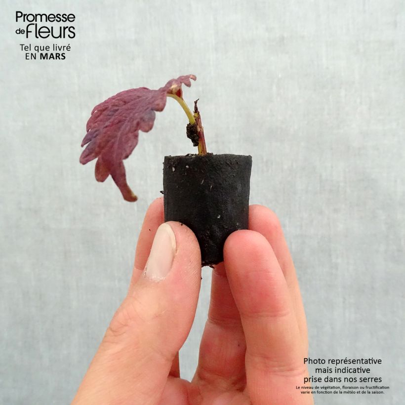 Esimerkki keväällä toimitetusta Isokirjopeippi Copinto Sangria Mini-motte Ø 3/4 cm-taimesta