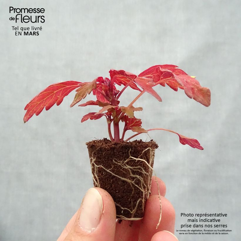 Esimerkki keväällä toimitetusta Isokirjopeippi FlameThrower Habanero Mini-motte Ø 3/4 cm-taimesta