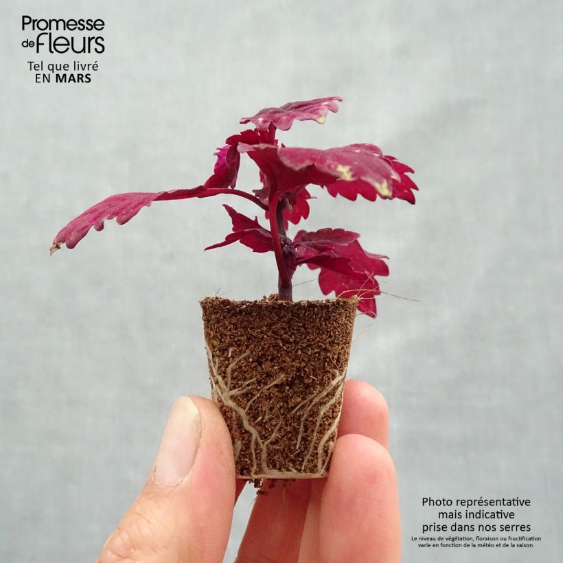 Esimerkki keväällä toimitetusta Isokirjopeippi FlameThrower Salsa Roja Mini-motte Ø 3/4 cm-taimesta