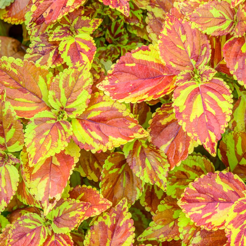 Isokirjopeippi Golden Freckles (Lehvistö)