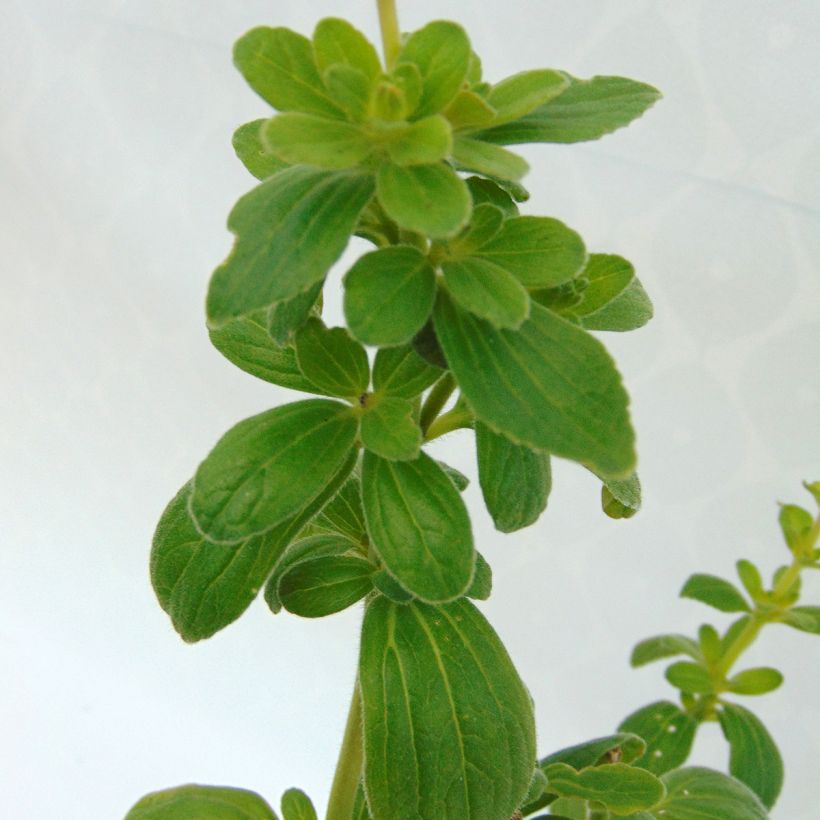Koiranliisukka - Plectranthus caninus (Lehvistö)