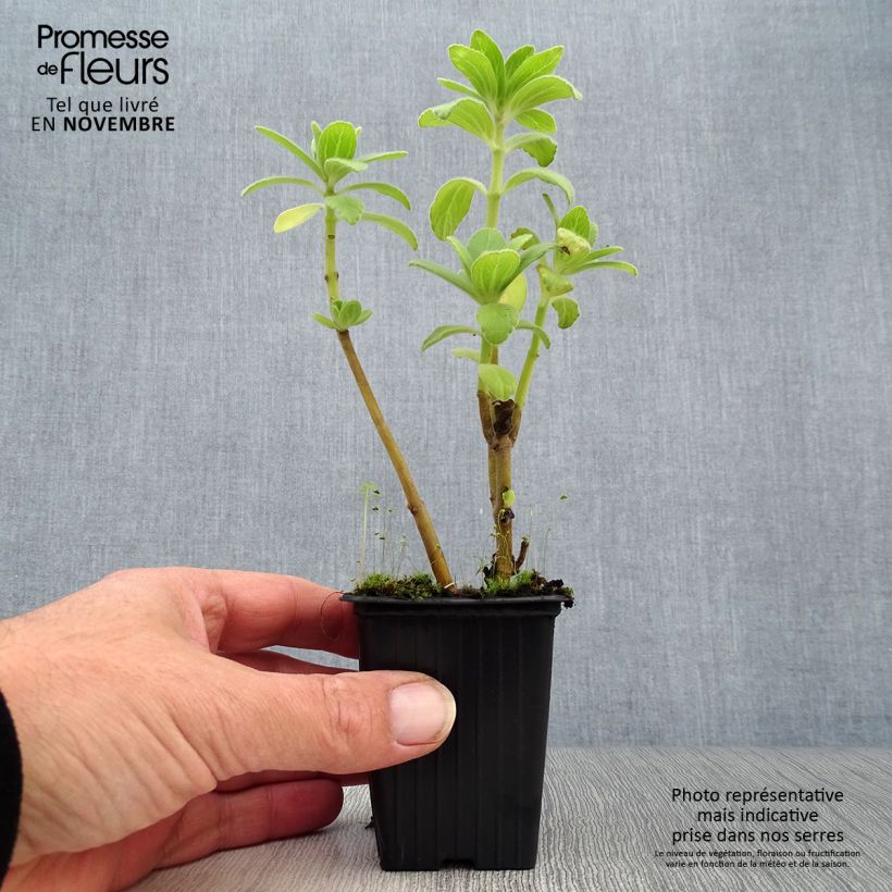 Esimerkki syksyllä toimitetusta Koiranliisukka - Plectranthus caninus 7/8 cm taimiruukku-taimesta
