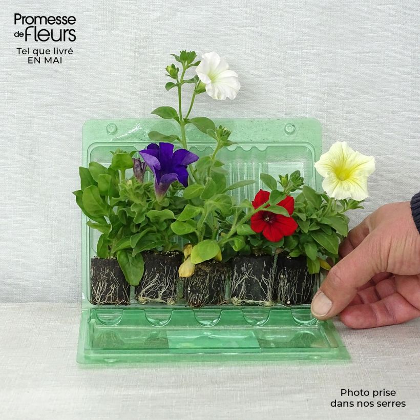 Esimerkki keväällä toimitetusta Petunia Surfinia -kokoelma, 5 kpl-taimesta