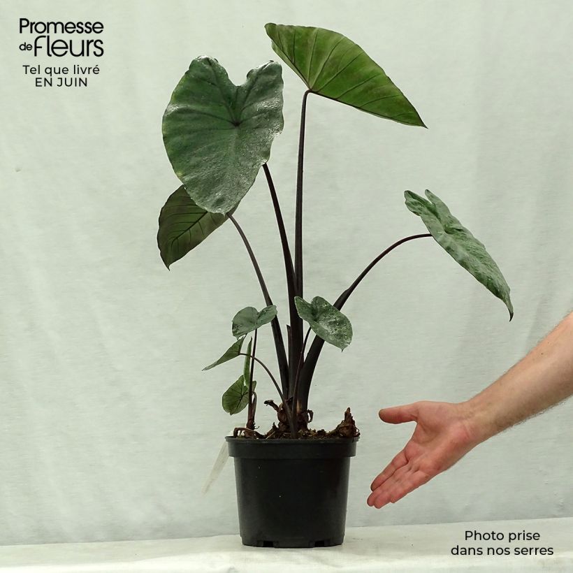 Esimerkki kesällä toimitetusta Taaro Black Stem Pot de 3L/4L-taimesta