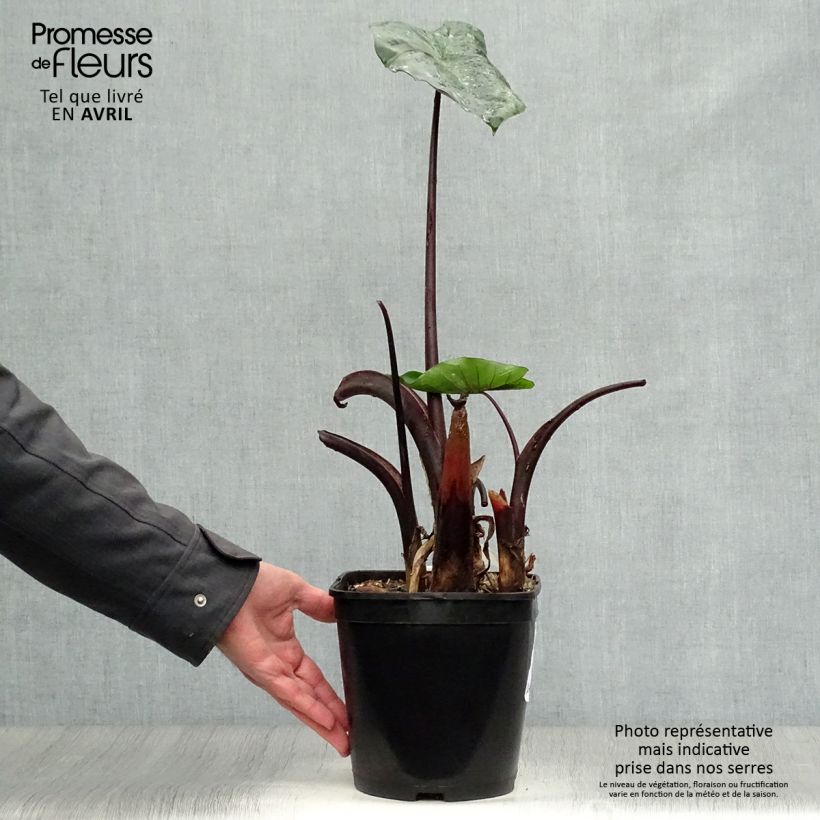 Example of Taaro Black Stem Pot de 3L/4L as you get in printemps