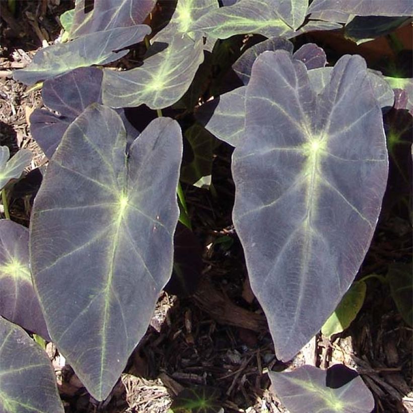 Taaro Black magic (Foliage)