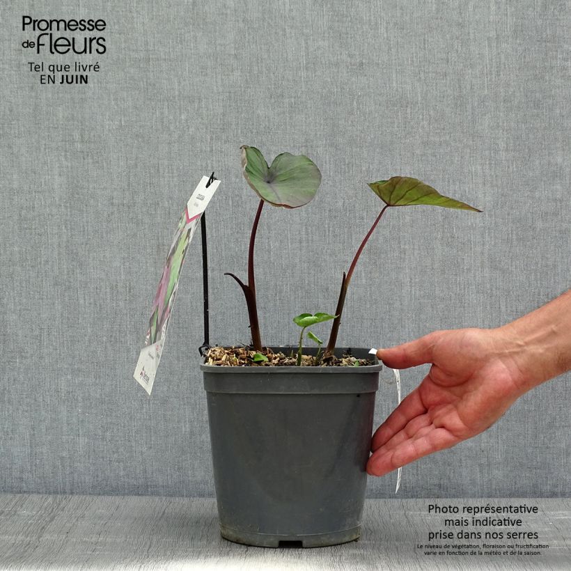 Example of Taaro Black magic Pot de 4L/5L as you get in printemps