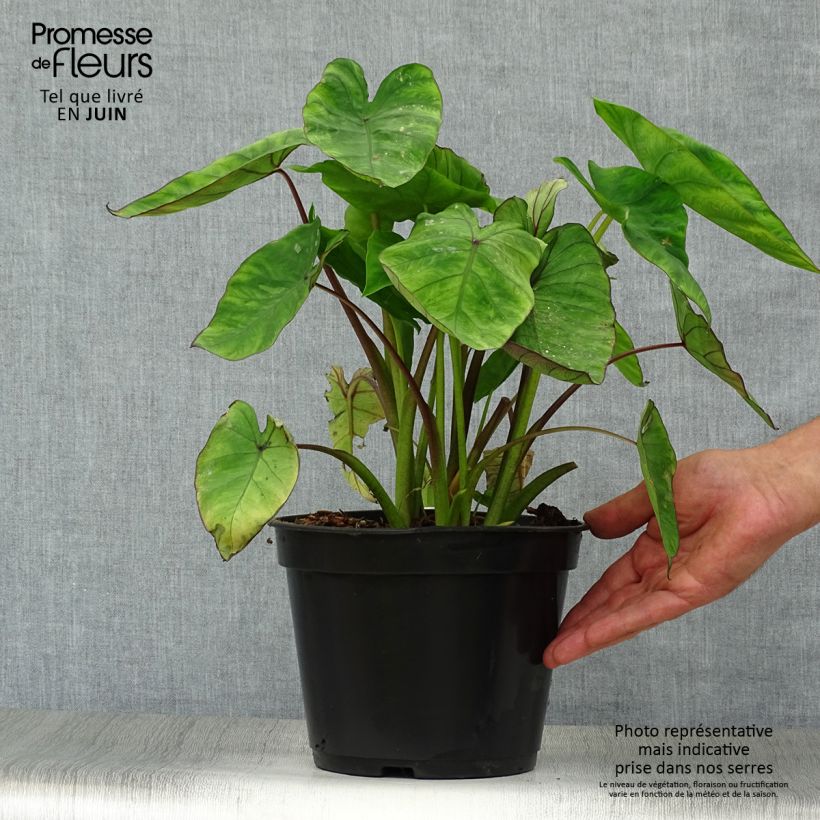 Esimerkki kesällä toimitetusta Taaro Blue hawaii Pot de 4L/5L-taimesta