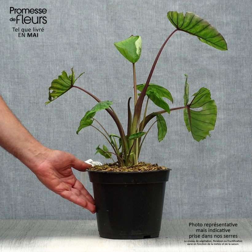 Example of Taaro Blue hawaii Pot de 4L/5L as you get in printemps