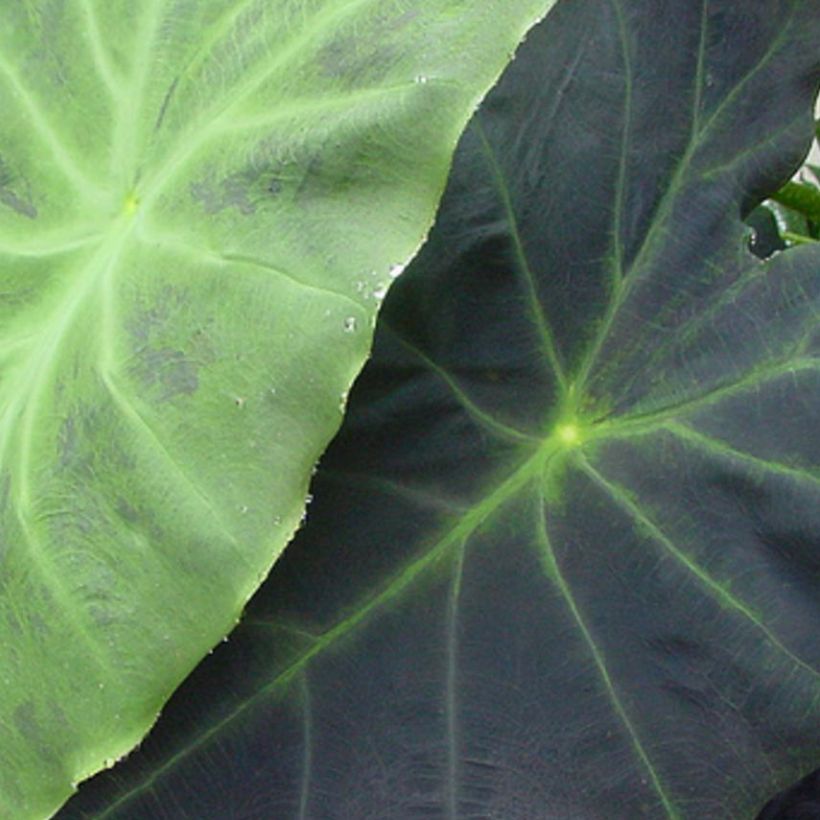 Taaro Dragon Heart Giant (Foliage)