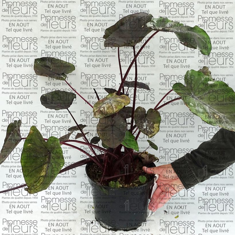 Example of Taaro Dragon Heart Giant Pot de 4L/5L as you get